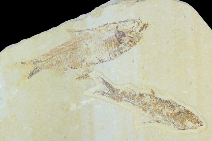 Pair of Fossil Fish (Knightia) - Green River Formation #126533